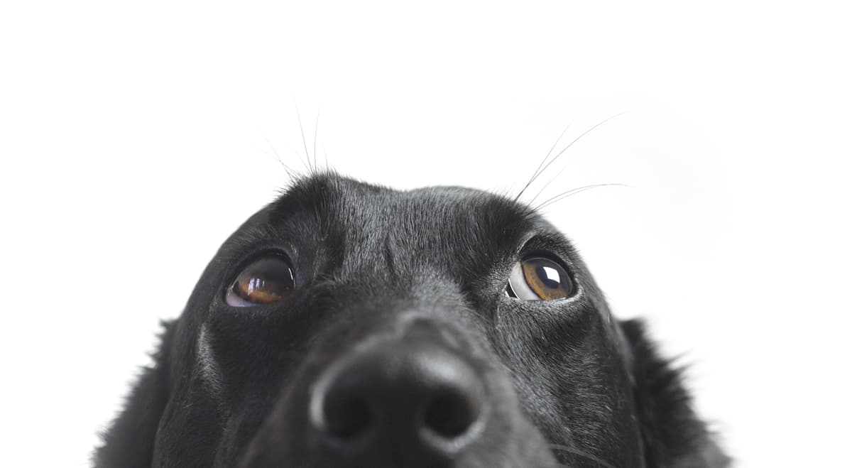 dog looking upward at urgent care services