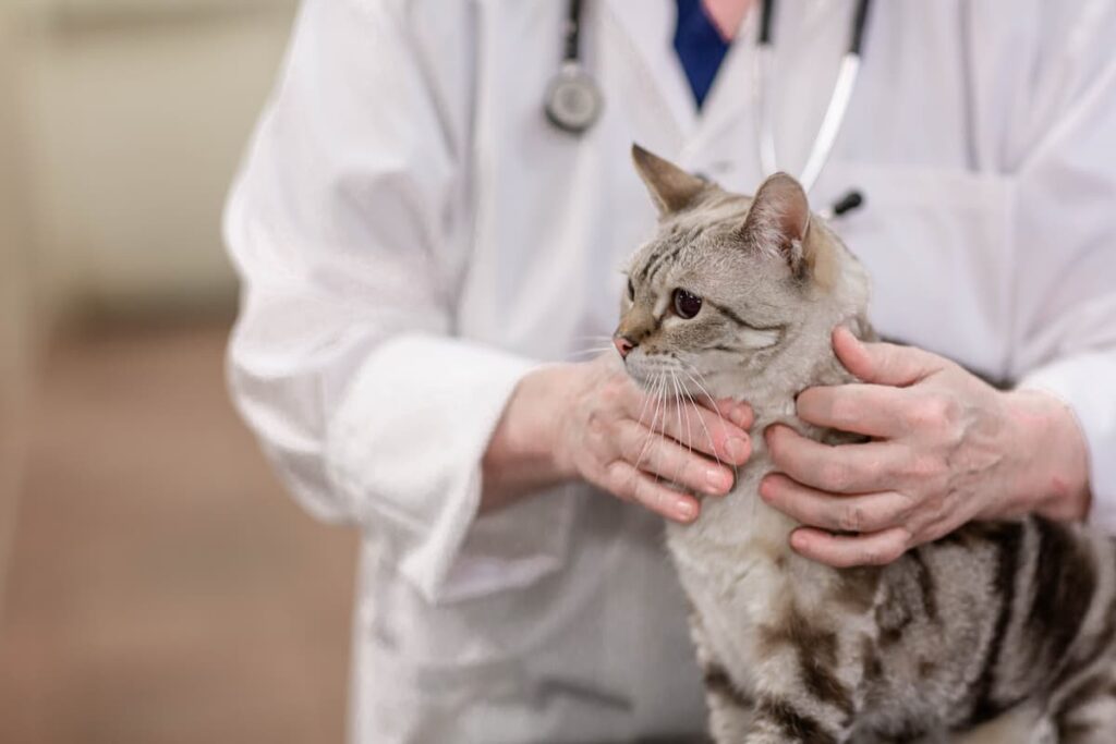 Meet our Clinic Cat - Cumberland Veterinary Clinic